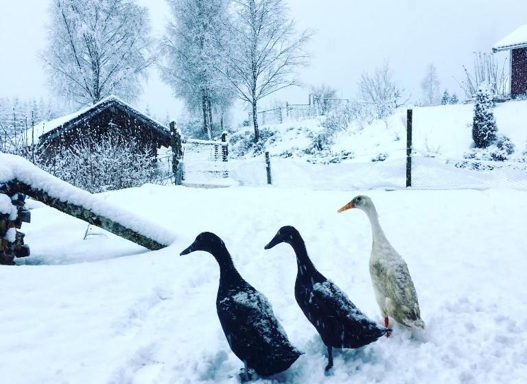 Номер Стандарт, Escape To Paulssonpaleo