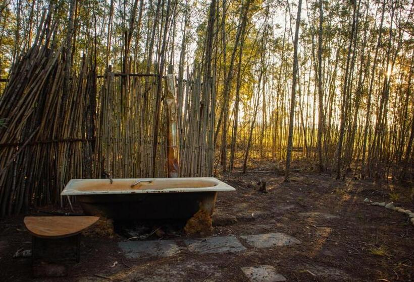 Номер Стандарт, Forest Harmony
