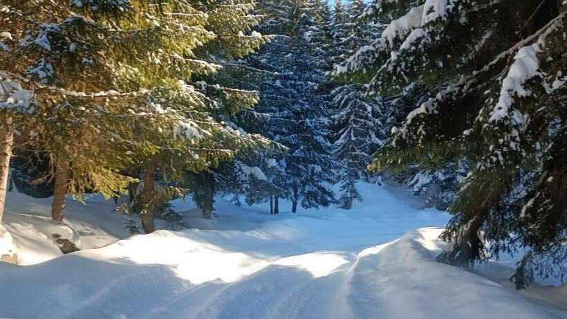 تختخواب در اتاق مشترک, Pinetrees Lodge