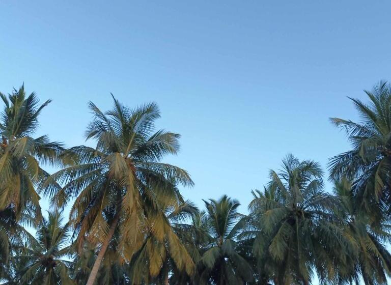 استودیو استاندارد با چشم‌انداز باغ, The Jungle House