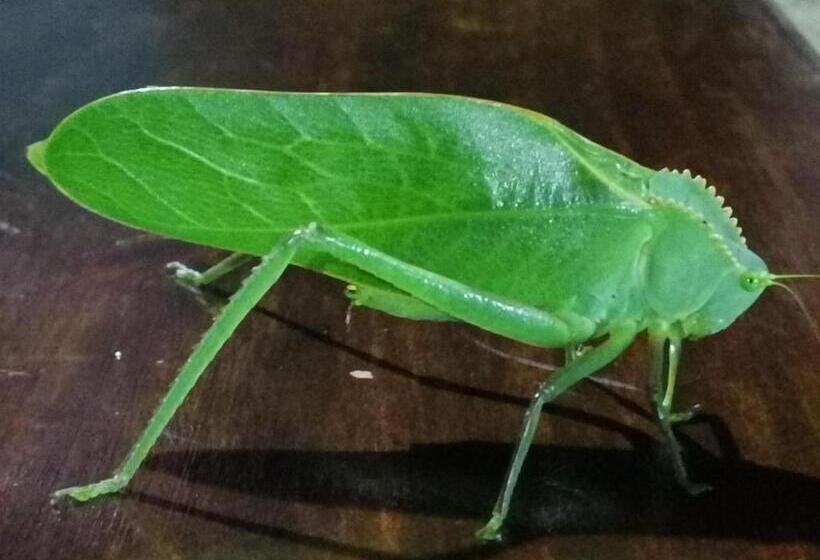 디럭스 룸 호수 전망, La Ceiba Tree Lodge