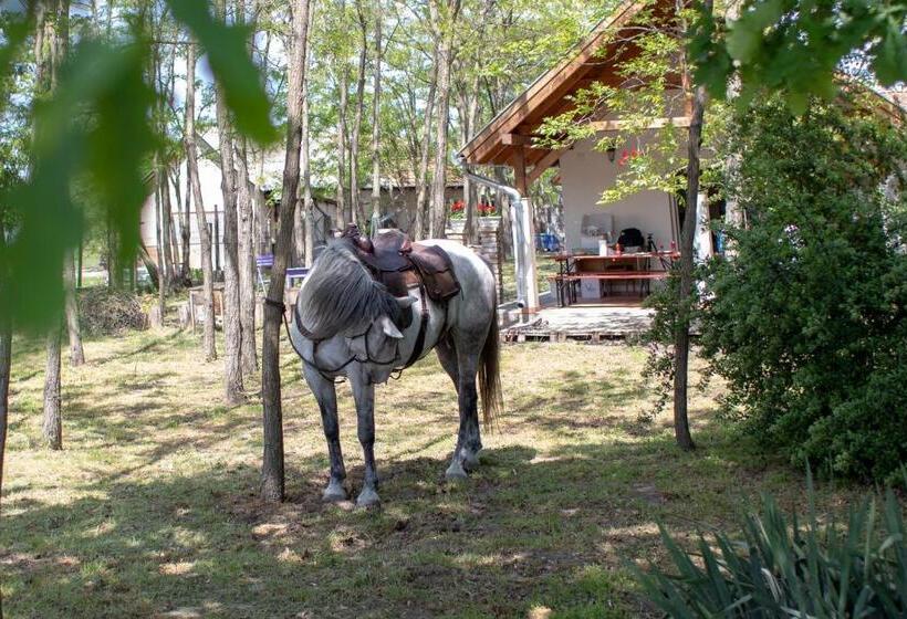 Апартаменты 1 Спальня Нижний Этаж, Tölgyfa Vendégház