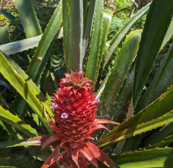 스탠다드 발코니 룸 바다 전망, The Plantation Faial