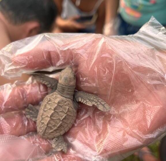 발코니 디럭스 룸, Cabinas Playa Bandera