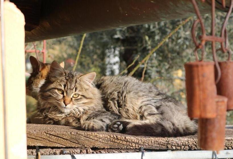 Шале 1 Спальня, Bed & Breakfast Casa Lisetta