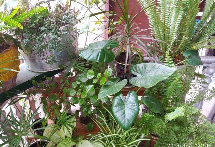 اتاق اکونومی, Downtown Guest House