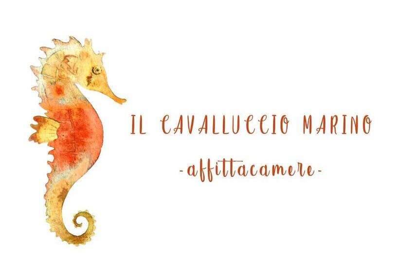 Номер Стандарт с Террасой, Il Cavalluccio Marino