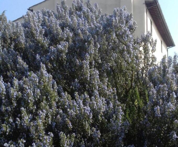 اتاق لوکس, Podere Sanlorenzo