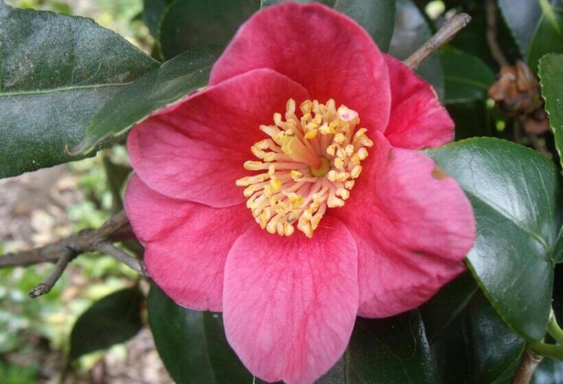 آپارتمان 1 خوابه, Tropical Fruit Garden