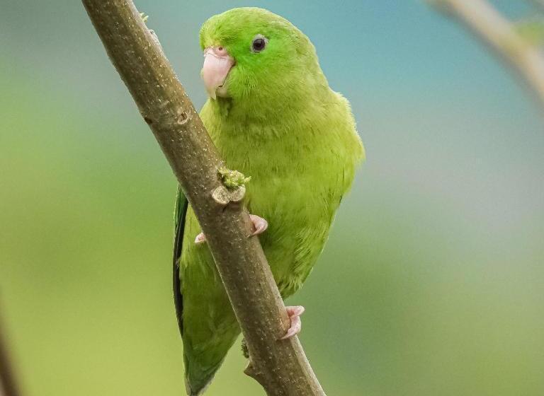 חדר סטנדרט, Bosques De La Pradera