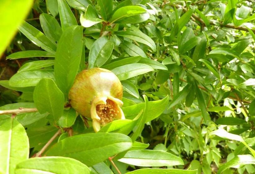 آپارتمان 1 خوابه, B&b Il Melograno