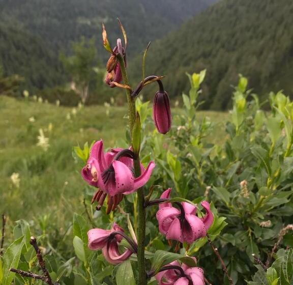 آپارتمان 2 خوابه با بالکن, Simonbauerhof