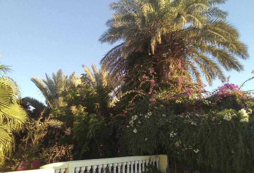 اتاق لوکس, 33 0asis Riad Resort