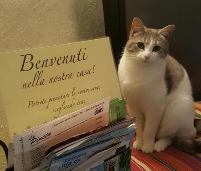 اتاق استاندارد, B&b Meladormo