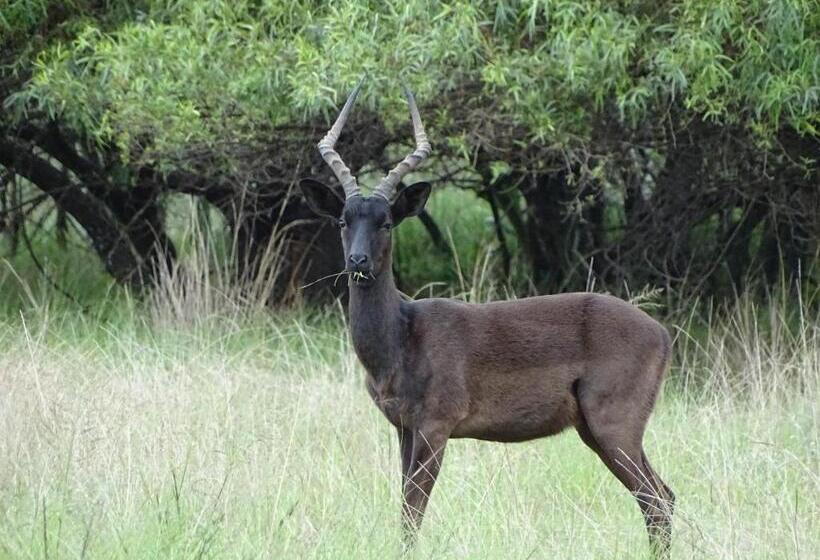 샬레, Abba Game Lodge