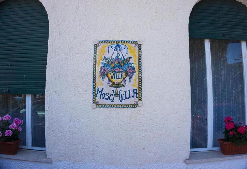 اتاق استاندارد یک نفره, Villa Moschella