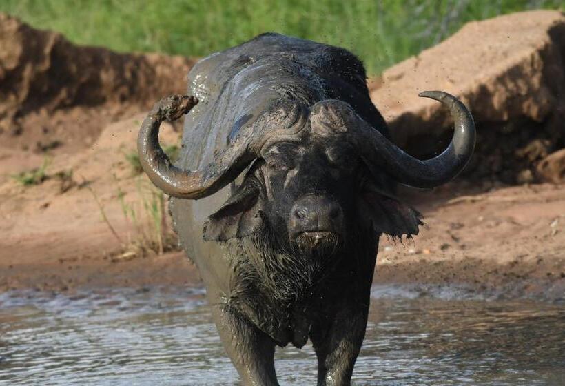 Семейный Номер, Tamanini Timbavati Lodge