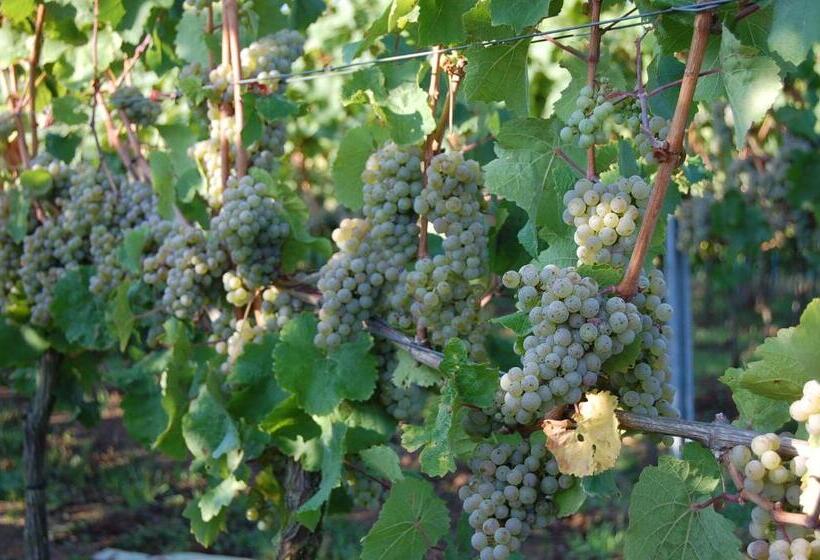 غرفة كومفورت فردية, Heinrichs Winery Bed & Breakfast