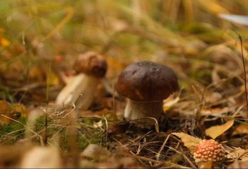 빌라 침실 1개, Punkaharju Resort