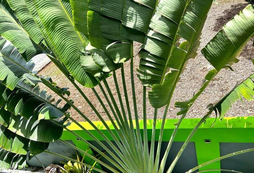 اتاق استاندارد چهارنفره با سرویس بهداشتی مشترک, Vieques Good Vibe Guest House