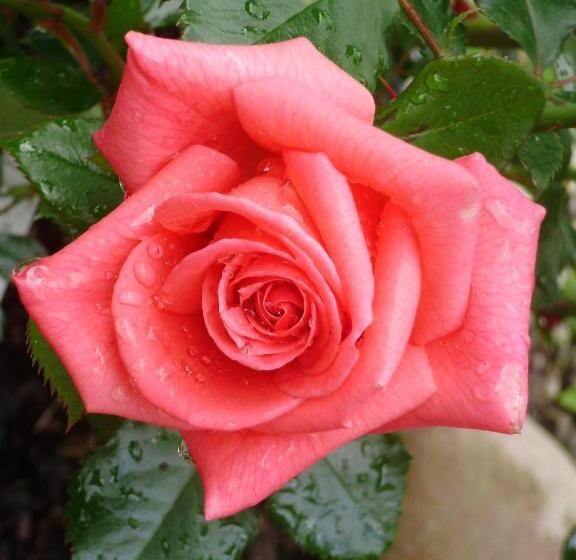 חדר סטנדרט לארבעה, La Bastide Du Moulin   Mont St Michel