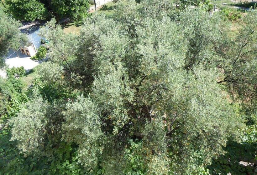 اتاق استاندارد یک نفره, Vila Maslina Guesthouse