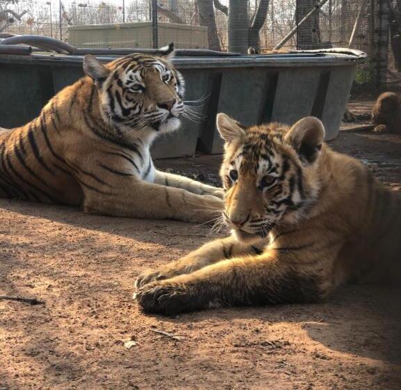 اتاق کلاس بیزنس, Simba Safaris African Pride Exotic Lodge