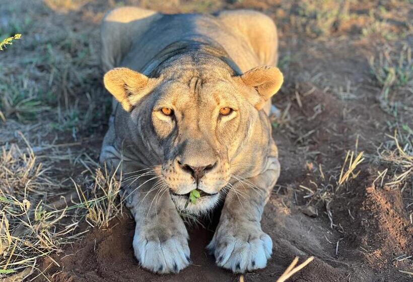 Номер Deluxe, Simba Safaris African Pride Exotic Lodge