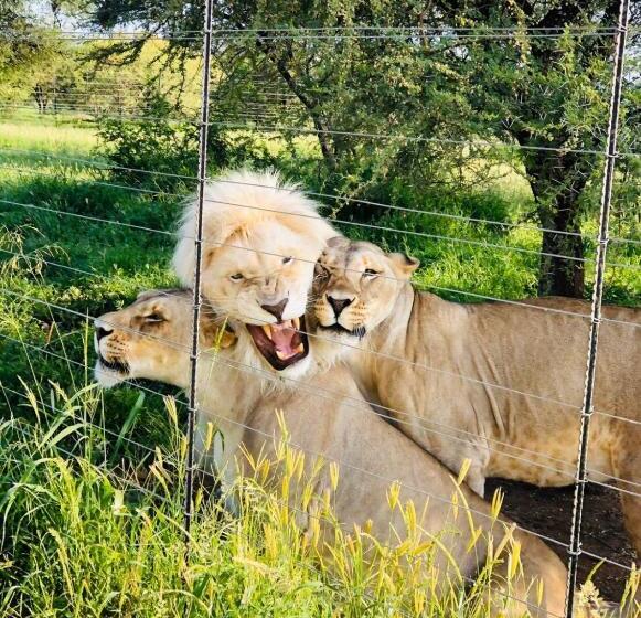 Номер Стандарт с Террасой, Simba Safaris African Pride Exotic Lodge