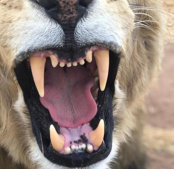 Номер Стандарт с Террасой, Simba Safaris African Pride Exotic Lodge