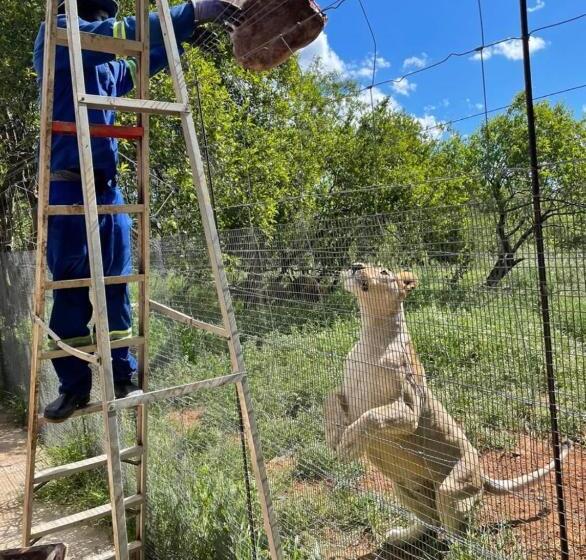 اتاق استاندارد با چشم‌انداز باغ, Simba Safaris African Pride Exotic Lodge