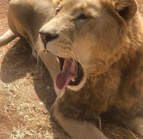 Номер Стандарт Вид на Сад, Simba Safaris African Pride Exotic Lodge