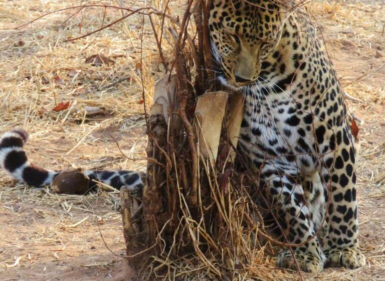 Номер Deluxe, Simba Safaris African Pride Exotic Lodge