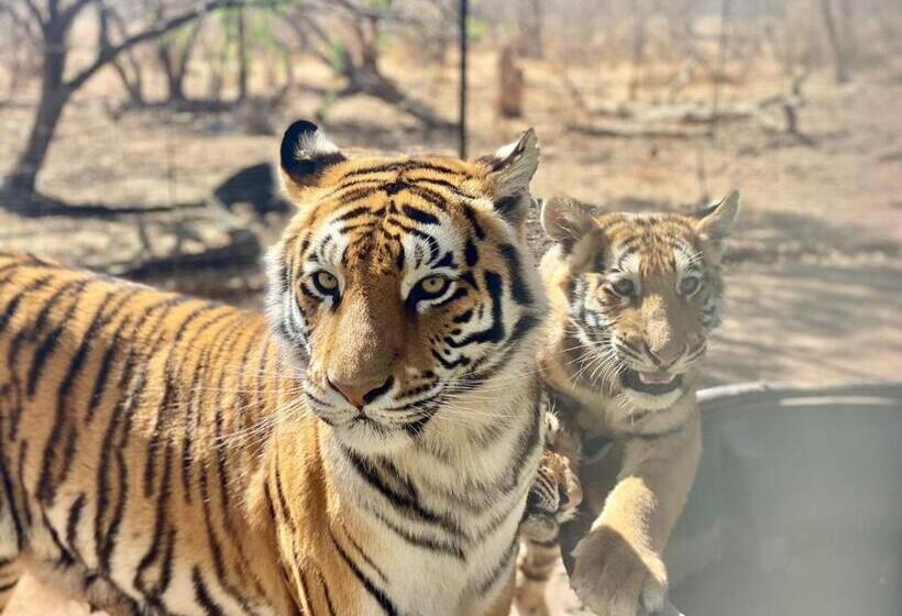 اتاق لوکس, Simba Safaris African Pride Exotic Lodge