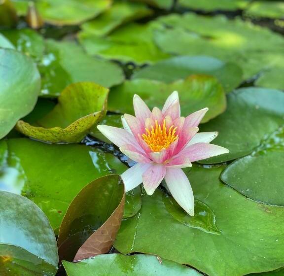 豪华园景房, Gastenverblijf Nature 4 Persoons