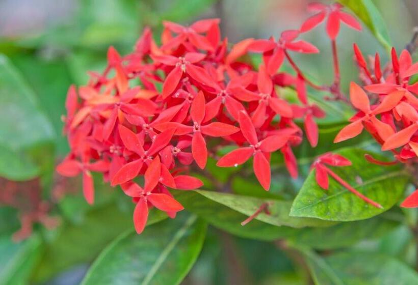Студио Стандарт Кровать Кинг, Kona Hawaii Guest House A Unique Hawaii Experience