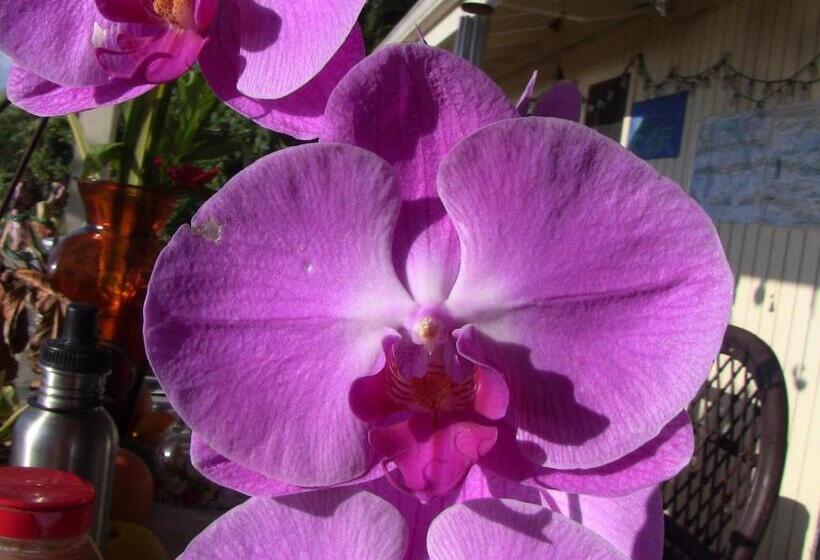 Студия Superior, Kona Hawaii Guest House A Unique Hawaii Experience