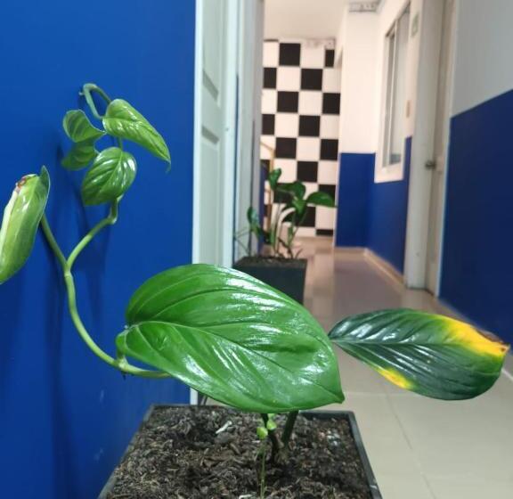 اتاق استاندارد یک نفره, Casa Mango