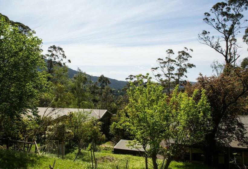 디럭스 룸, Buttercup Hill