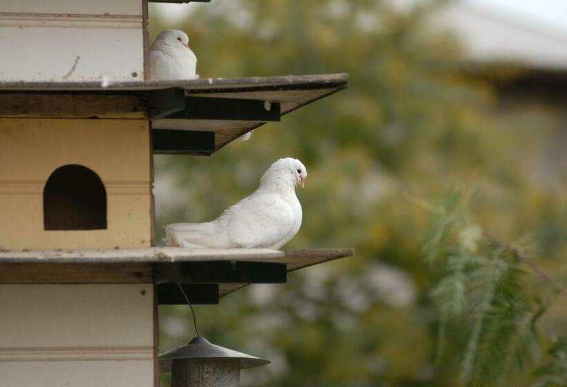 스탠다드 스튜디오, The Dove Cote