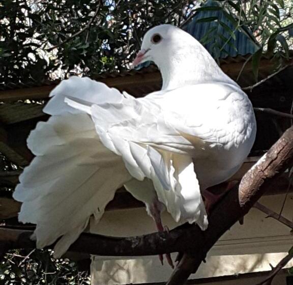 침실 2개 주택, The Dove Cote