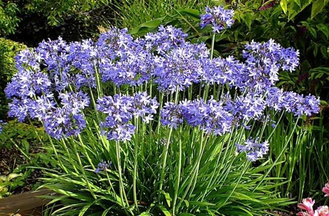 발코니 디럭스 룸, Agapanthus Bed And Breakfast