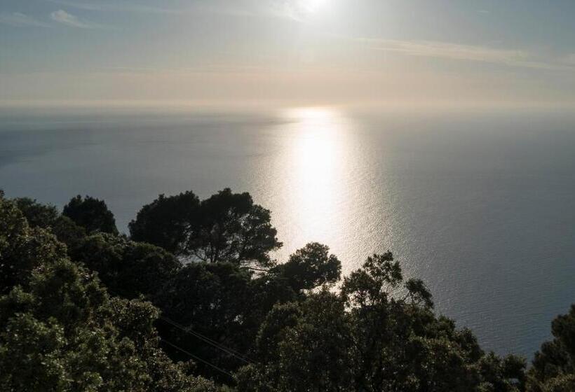 سوییت جونیور, Bordoy Continental Valldemossa