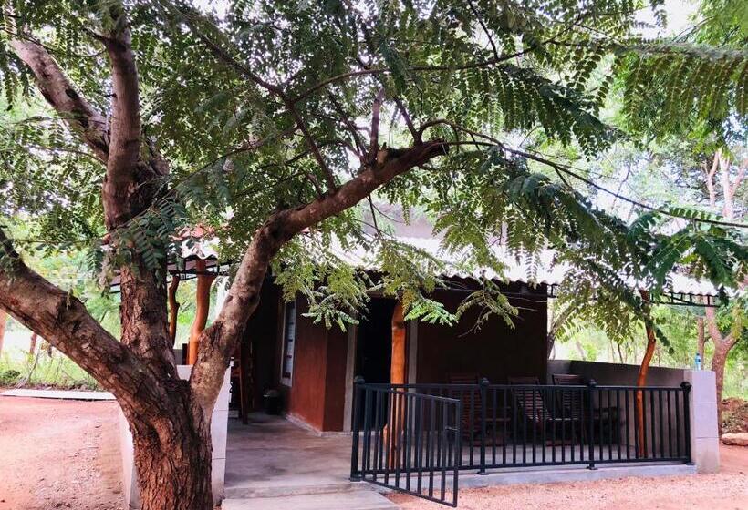 سوئیت جونیور خانوادگی, The Summer Corridor   Kataragama