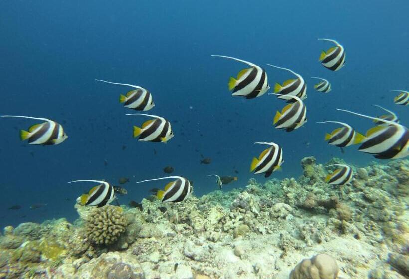 اتاق استاندارد با چشم‌انداز باغ, White Tern Maldives