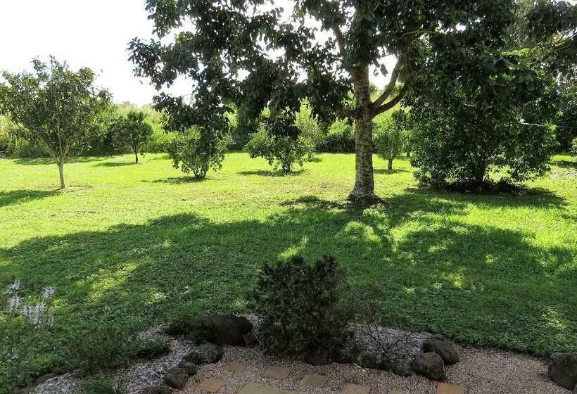 キングサイズベッドのスタンダードルーム, Gumtree On Gillies Bed And Breakfast