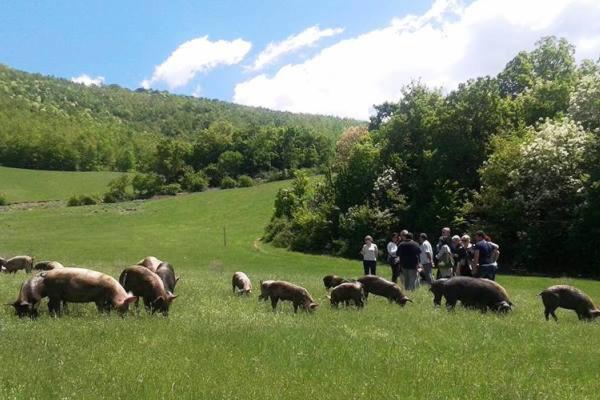 اتاق عادی, Resort La Dimora Maiale Brado Di Norcia