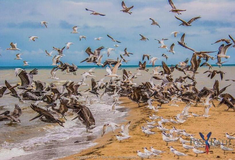 Номер Стандартный с Видом, Pelican Beach Resort South Water Caye