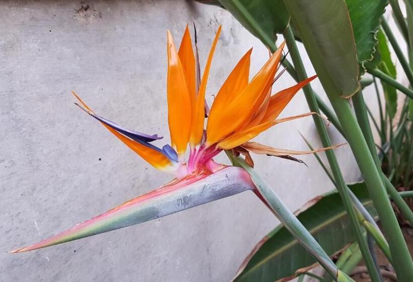 Апартаменты 1 Спальня с Балконом, Strelitzia Park