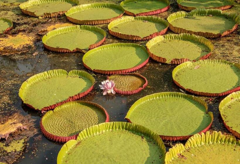 چادر با خدمات رفاهی استاندارد, Baanrai Khunya บ้านไร่คุณย่า